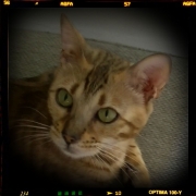 Alice site web (9)
