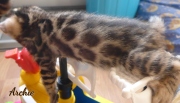 2021-06-13-7-semaines-Archie-chaton-bengal-1