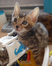 2021-06-13-7-semaines-Archie-chaton-bengal-2