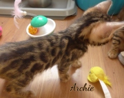 2021-06-13-7-semaines-Archie-chaton-bengal-3