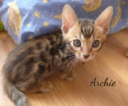 2021-06-13-7-semaines-Archie-chaton-bengal-4