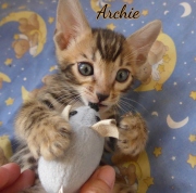 2021-06-13-7-semaines-Archie-chaton-bengal-5