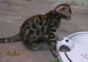 2021-07-18-12-semaines-Archie-chaton-bengal-1