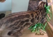 2021-07-18-12-semaines-Archie-chaton-bengal-3
