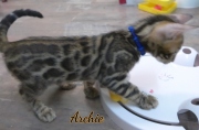 2021-07-18-12-semaines-Archie-chaton-bengal-5
