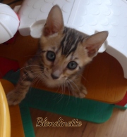 2021-06-13-7-semaines-Blondinette-chaton-bengal-2