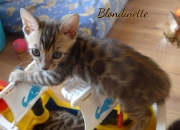 2021-06-13-7-semaines-Blondinette-chaton-bengal-3