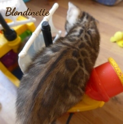 2021-06-13-7-semaines-Blondinette-chaton-bengal-5