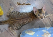2021-07-18-12-semaines-Blondinette-chaton-bengal-3
