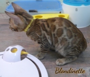 2021-07-18-12-semaines-Blondinette-chaton-bengal-5