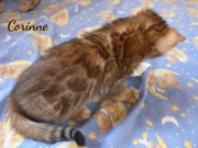 2021-06-13-7-semaines-Corinne-chaton-bengal-1