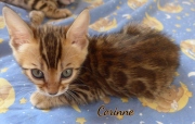 2021-06-13-7-semaines-Corinne-chaton-bengal-2