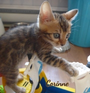 2021-06-13-7-semaines-Corinne-chaton-bengal-3