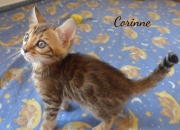 2021-06-13-7-semaines-Corinne-chaton-bengal-5