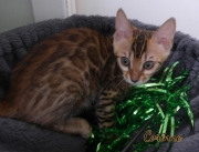 2021-07-18-12-semaines-Corinne-chaton-bengal-1