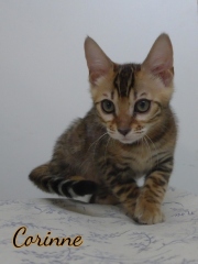 2021-07-18-12-semaines-Corinne-chaton-bengal-2