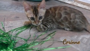 2021-07-18-12-semaines-Corinne-chaton-bengal-4