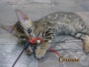 2021-07-18-12-semaines-Corinne-chaton-bengal-5