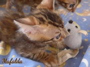 2021-06-13-7-semaines-Mafalda-chaton-bengal-1