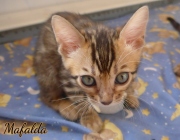 2021-06-13-7-semaines-Mafalda-chaton-bengal-2