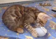 2021-06-13-7-semaines-Mafalda-chaton-bengal-3