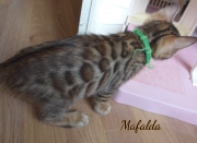 2021-06-13-7-semaines-Mafalda-chaton-bengal-4