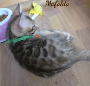 2021-06-13-7-semaines-Mafalda-chaton-bengal-5