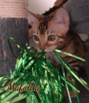 2021-07-18-12-semaines-Mafalda-chaton-bengal-1