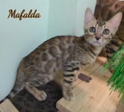 2021-07-18-12-semaines-Mafalda-chaton-bengal-2