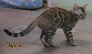 2021-07-18-12-semaines-Mafalda-chaton-bengal-3