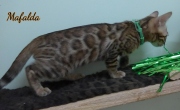 2021-07-18-12-semaines-Mafalda-chaton-bengal-4