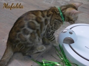 2021-07-18-12-semaines-Mafalda-chaton-bengal-5