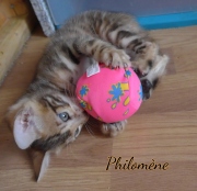 2021-06-13-7-semaines-Philomene-chaton-bengal-1