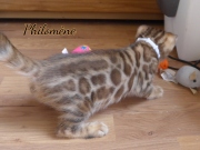 2021-06-13-7-semaines-Philomene-chaton-bengal-2