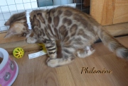 2021-06-13-7-semaines-Philomene-chaton-bengal-3