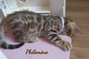 2021-06-13-7-semaines-Philomene-chaton-bengal-4