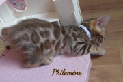 2021-06-13-7-semaines-Philomene-chaton-bengal-5