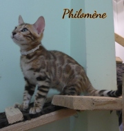2021-07-18-12-semaines-Philomene-chaton-bengal-1