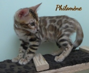 2021-07-18-12-semaines-Philomene-chaton-bengal-2