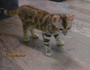 2021-07-18-12-semaines-Philomene-chaton-bengal-3