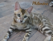 2021-07-18-12-semaines-Philomene-chaton-bengal-4