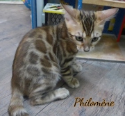 2021-07-18-12-semaines-Philomene-chaton-bengal-5