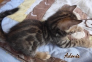 2020-04-15-Adonis-chat-bengal-de-1-mois-5