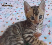 2020-05-02-Adonis-chat-bengal-de-7-semaines-1