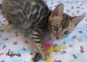 2020-05-02-Adonis-chat-bengal-de-7-semaines-2