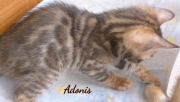 2020-05-02-Adonis-chat-bengal-de-7-semaines-5