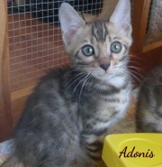 2020-05-22-Adonis-chat-bengal-de-10-semaines-1