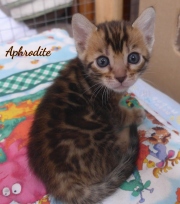 2020-04-09-Aphrodite-chatte-bengale-de-4-semaines-2