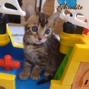 2020-04-15-Aphrodite-chatte-bengale-de-1-mois-2