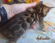 2020-04-20-Aphrodite-chatte-bengale-de-5-semaines-1